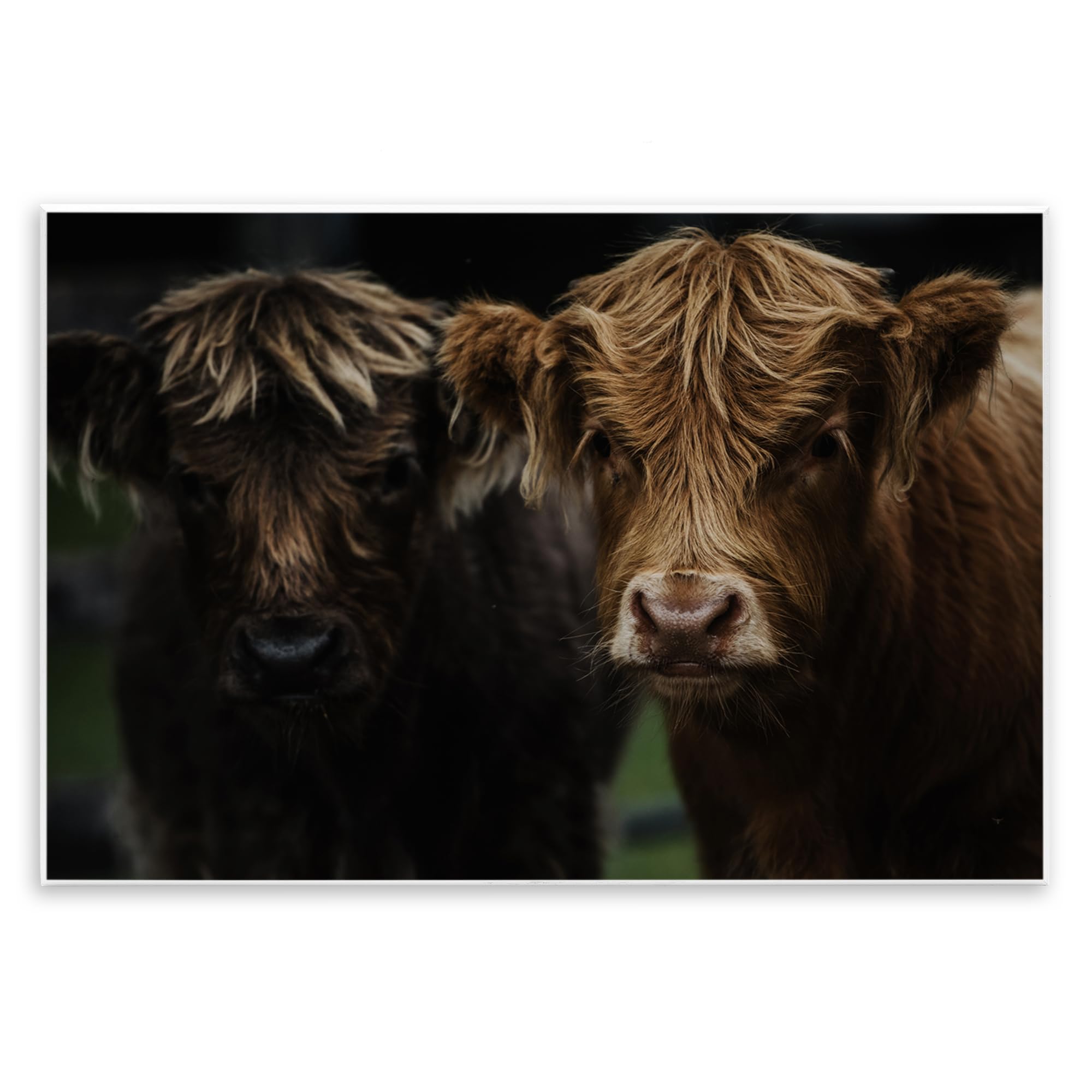 Stupell Industries Cow Faces Highland Pair Wall Plaque Art, design by Amy Carroll, 13 x 19