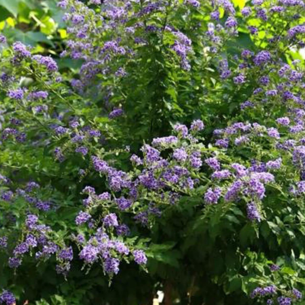Generic Live Beautiful Outdoor Plants Duranta Green Plant With Pot (B0CYQR57GZ) Amazon Price History, Amazon Price Tracker