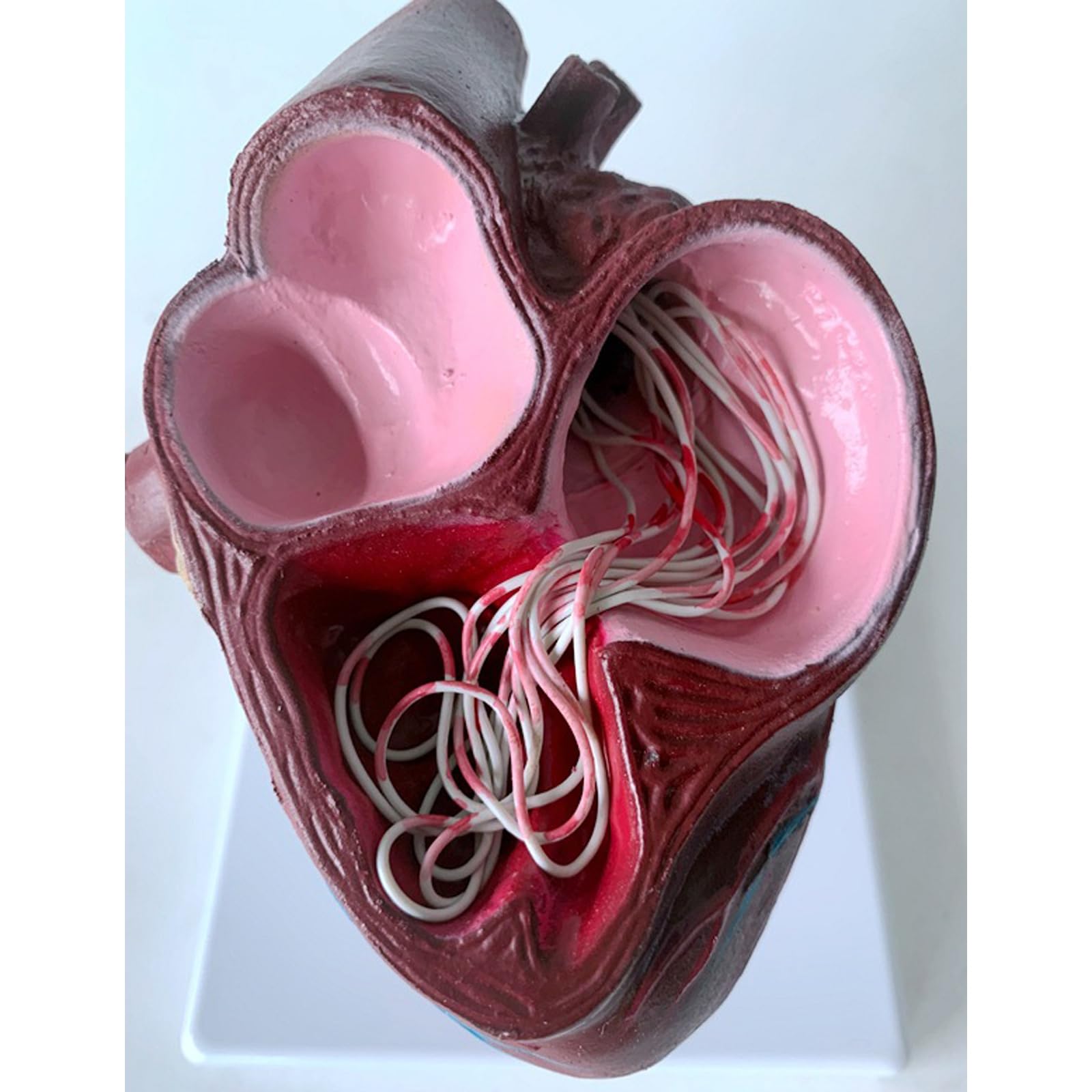 Modelo de anatomía de corazón y gusano del corazón de perro, construido con ventrículos y vasos sanguíneos, equipado con una base desmontable, perfecto para la educación veterinaria y el uso docente.