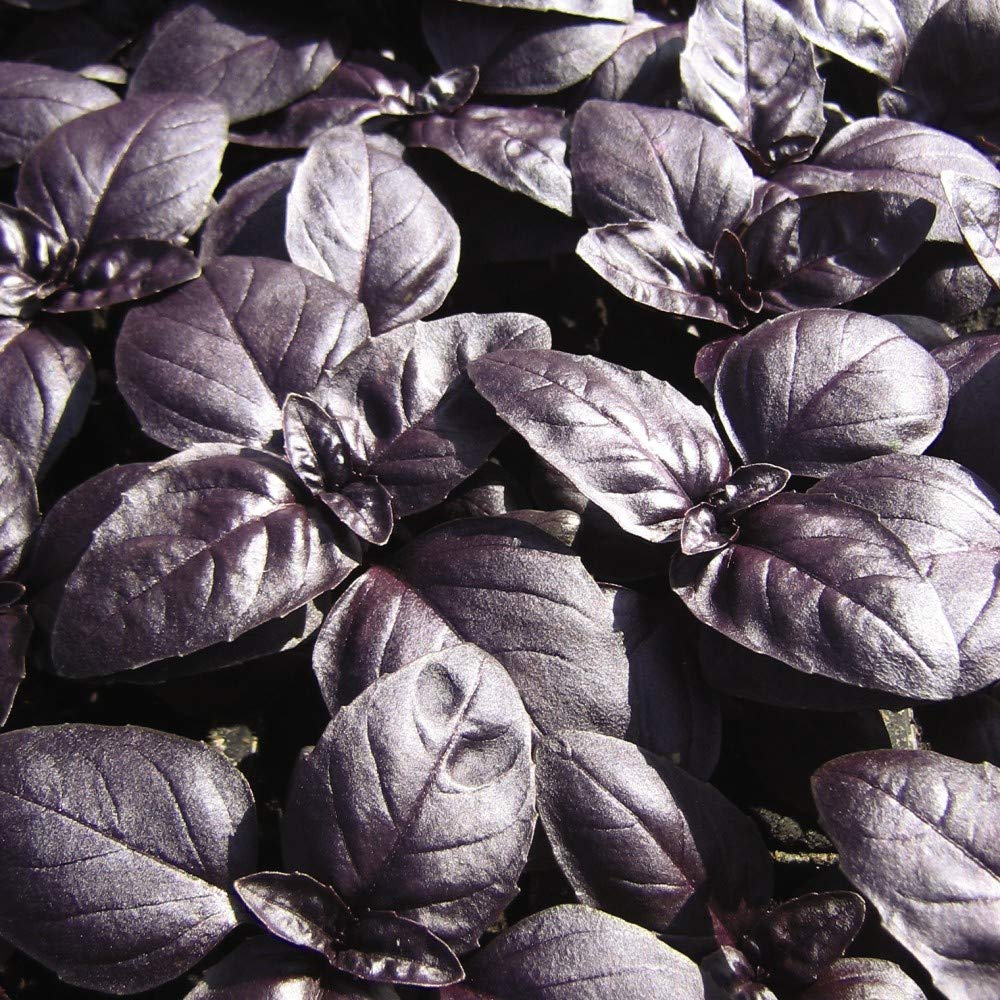 Buy Basil HalfHardy Annual Garden s Grow Your Own 'Crimson King' 1