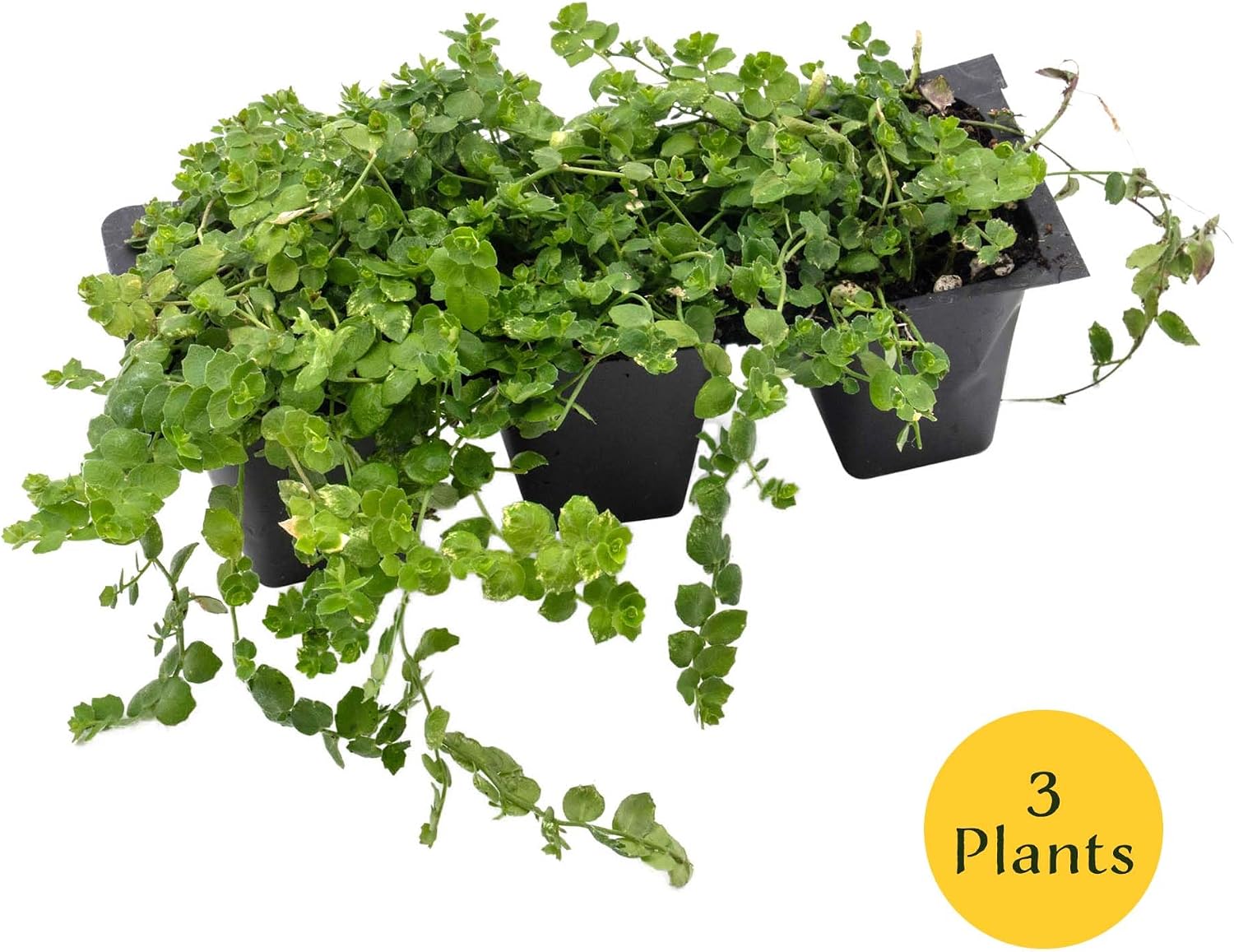 3 Blue Star Creeper (Isotoma fluviatilis) | Low-Growing Evergreen Perennial with Star-Shaped Blue Flowers | 2.5” Nursery Cubes, Ready-to-Plant Live Starter Plants