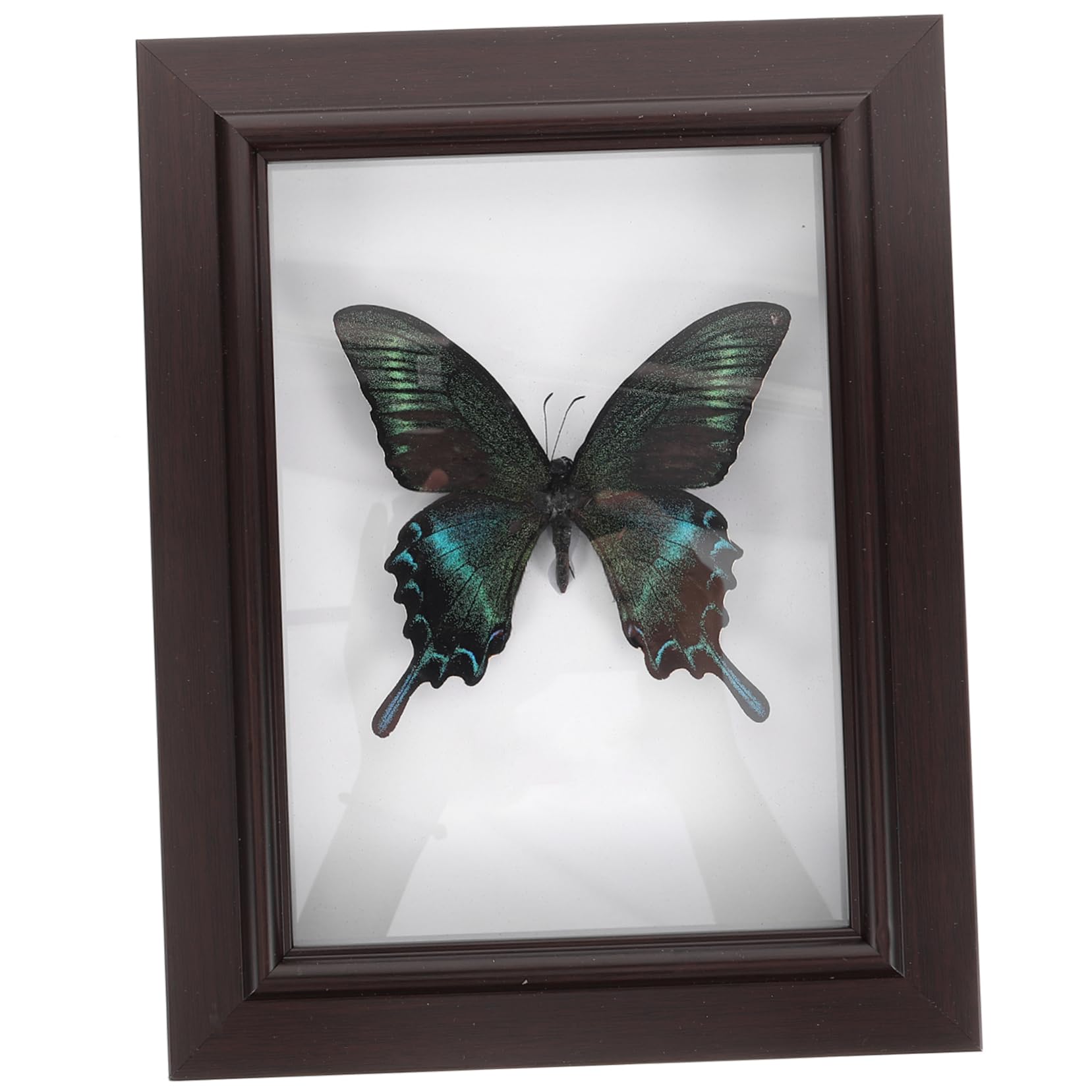 ERINGOGO Butterfly Specimen Decor Creative Wall Decor Handmade Specimen Frame Home Decoration Sturdy Wood Construction