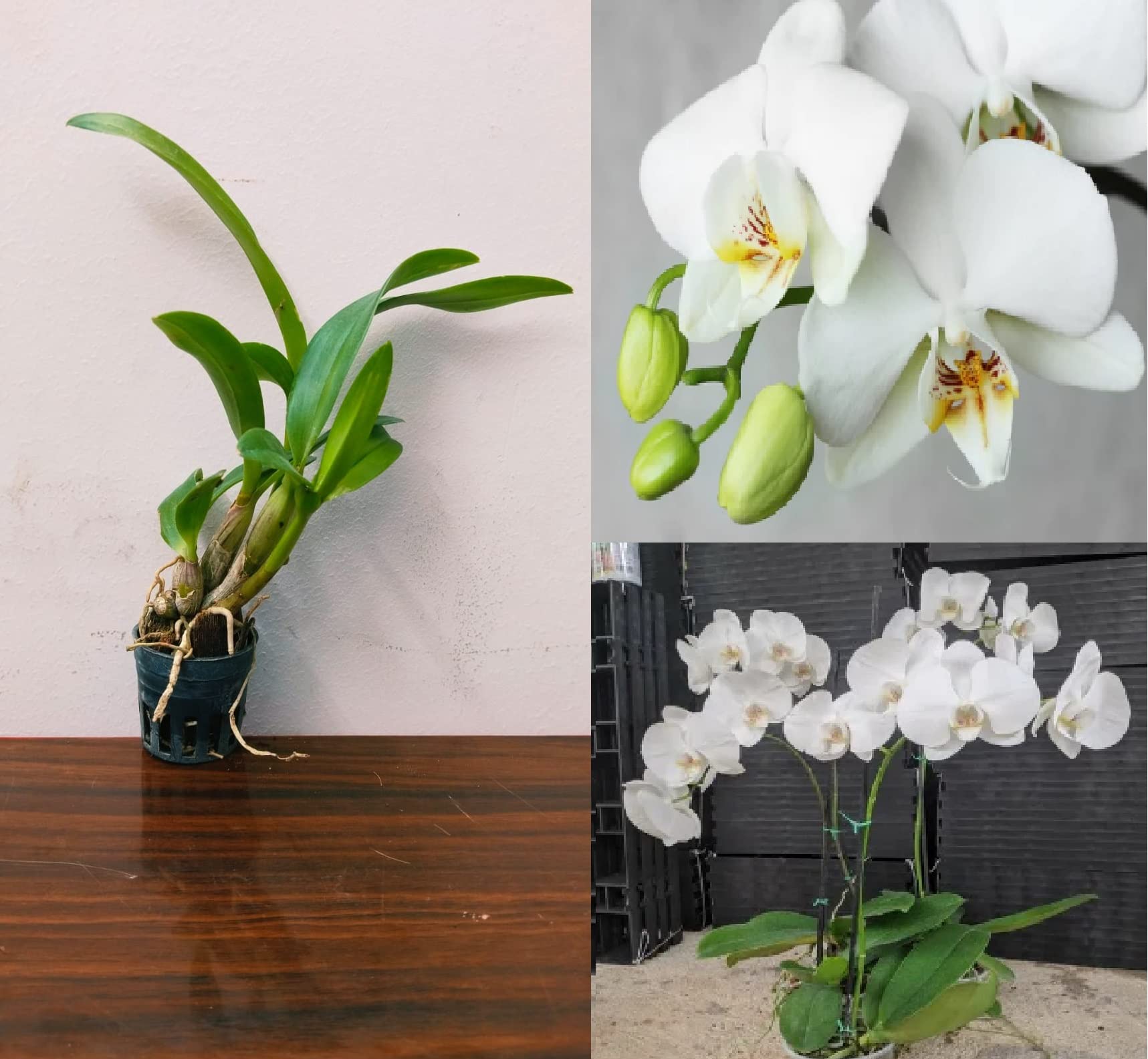 Buy phalaenopsis orchid plant Online in Sri Lanka at Low Prices at desertcart
