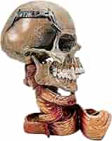 希少　skullHevi pushead　フィギュア　メタリカ　サイン!! Amazon.com: Nemesis Now Metallica Pushead Skull, Officially