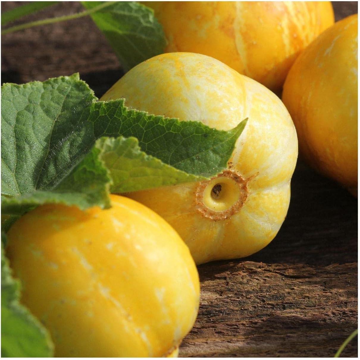 Everwilde Farms - 1 Lb Lemon Cucumber Seeds - Gold Vault