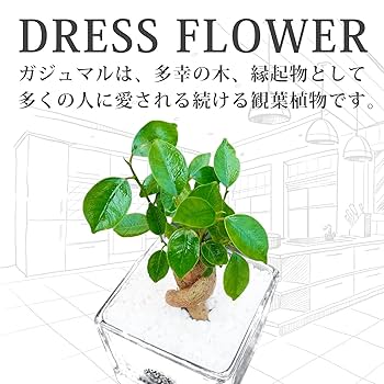 Amazon｜ガジュマル 白玉砂利 土をつかっておらず衛生的 観葉