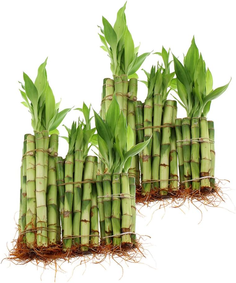 NW Wholesaler 60 Stalks of Straight Live Indoor Lucky