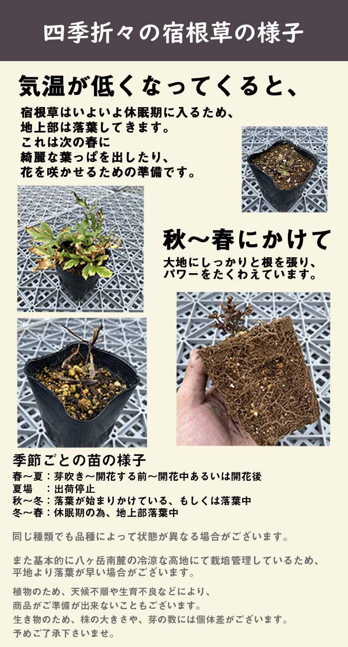 Amazon.co.jp: 宿根草 苗 ホスタ ハルションブルー 9cmロングポット