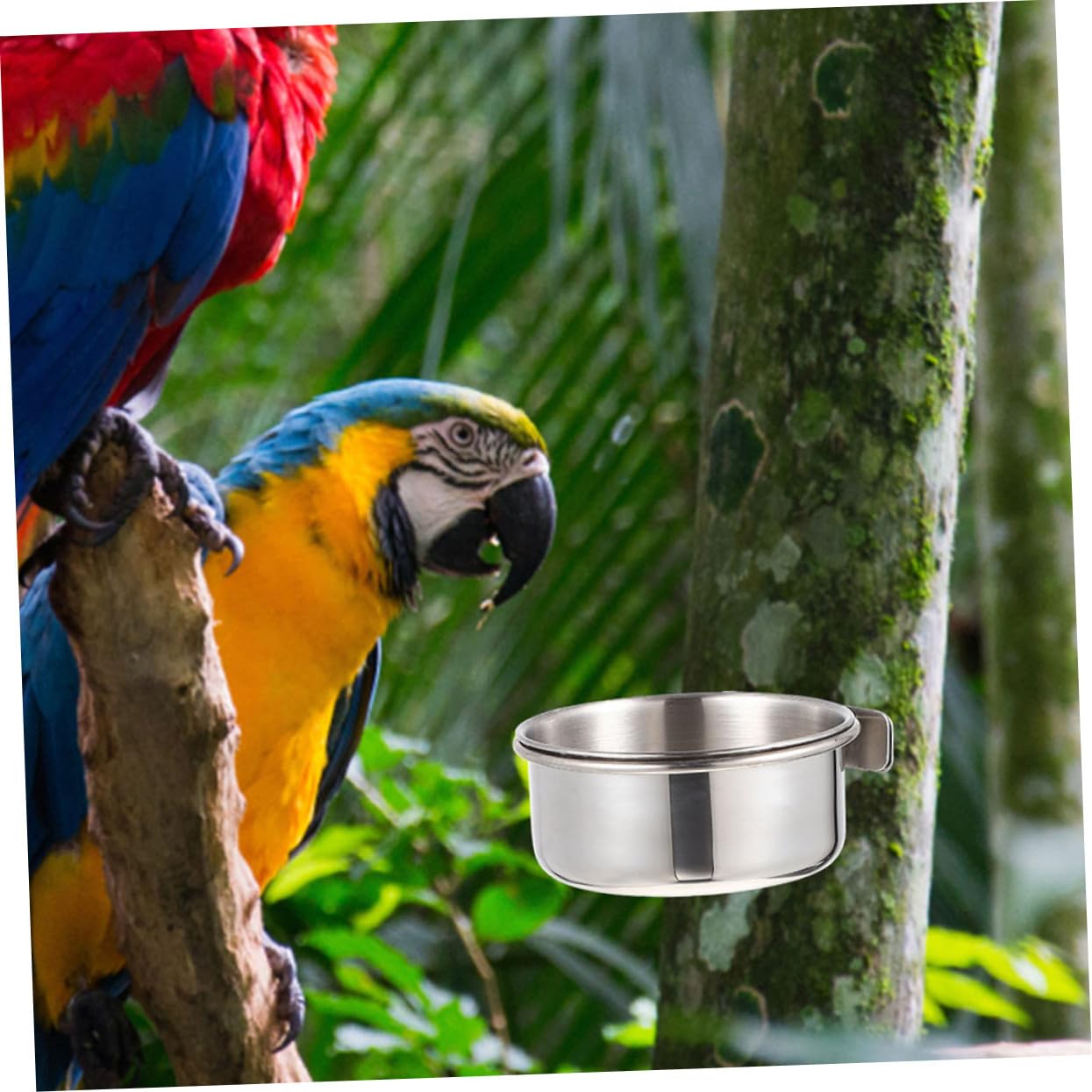 Mangiatoia in Acciaio Inossidabile 4 Set Ciotole Rimovibili 10 Cm Per Uccelli Da Gabbia e Voliera, Accessori Anti-masticazione Per Pappagalli e Storno