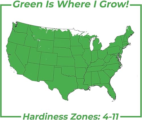 Miniatura 3 de Perfect Plants Easy Bee-zy Knock Out Rose Bush 1 galón  Arbusto de rosas vivas  Rosas frescas