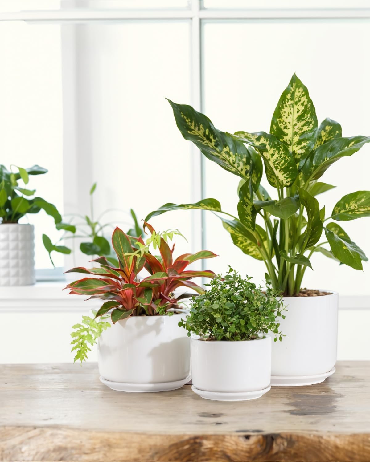 EFISPSS Plant Pots, 4+5+6 Inch Pots for Indoor Plants, Ceramic Planter Pot with Drainage Hole, Flower Pots for Succulent Cactus, Set of 3 - White - Image 2