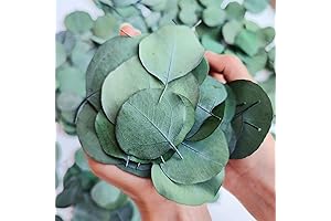 Dried Real Eucalyptus Greenery Leaves For Sale | Rustic Wedding Decor