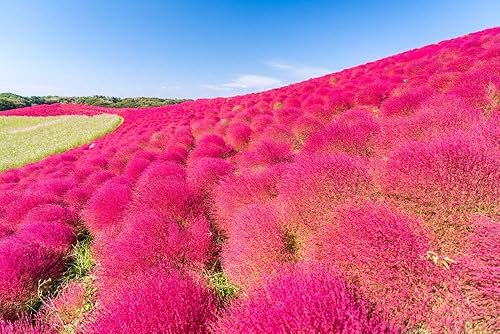 Miniatura 2 de 50 semillas de kochia roja - Cultiva exótica planta de fuego mexicana - Ciprés de verano
