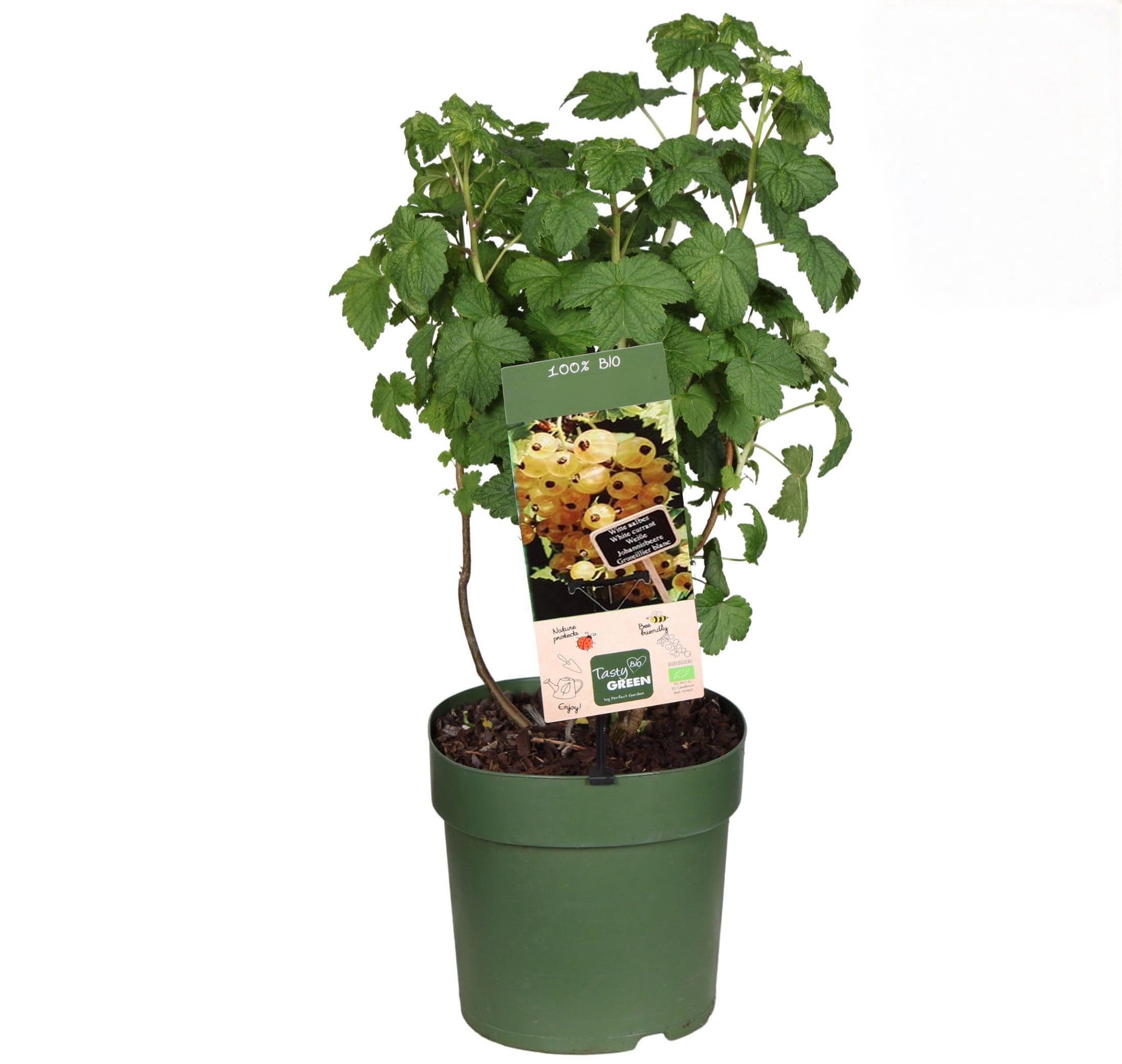 Ribes bianco frutti di bosco pianta in vaso ø18 cm Vivaio di Castelletto