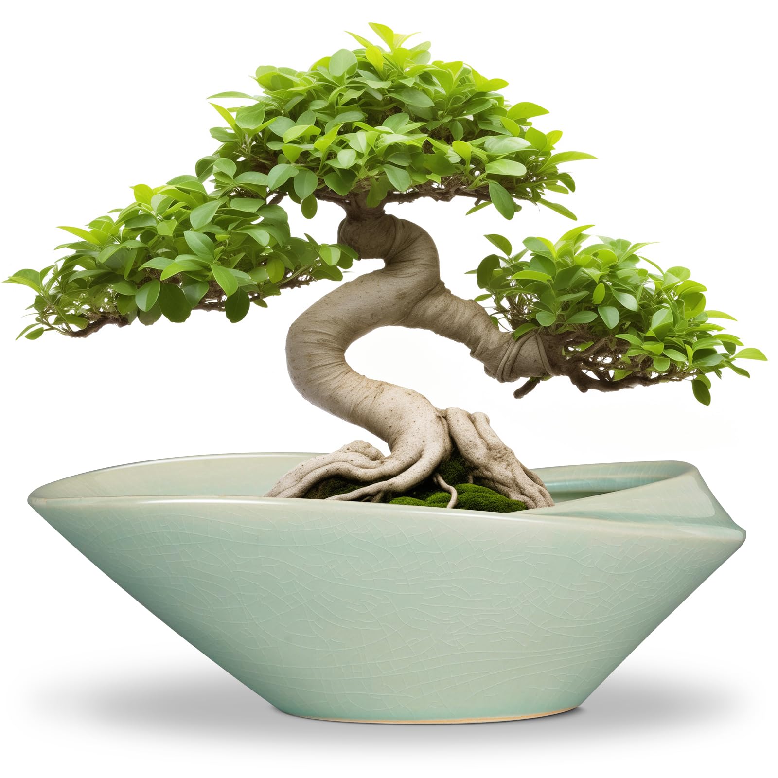EPFamily Green Bonsai Pot