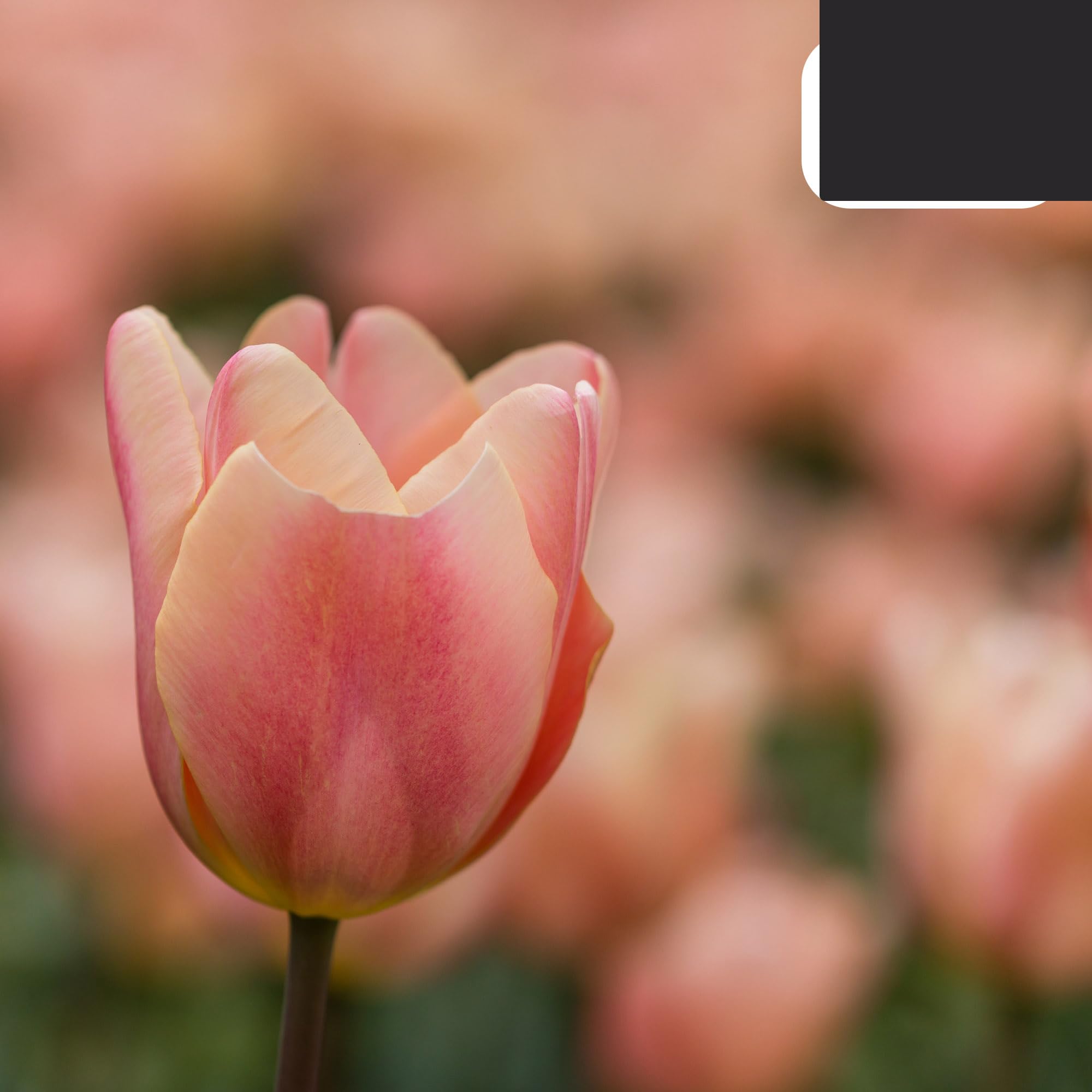 Bulbos de tulipán 'Apricot Foxx' | 20 Piezas | Tulipán rosa salmón - 30-50cm - Ø5cm - bulbo de flor - Planta de jardín