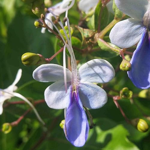Miniatura 3 de Blue Butterfly Bush  Clerodendrum myricoides 'Ugandense'  Planta tropical viva  Flor de forma inusual  Emerald Goddess Gardens  Starter Sz maceta de