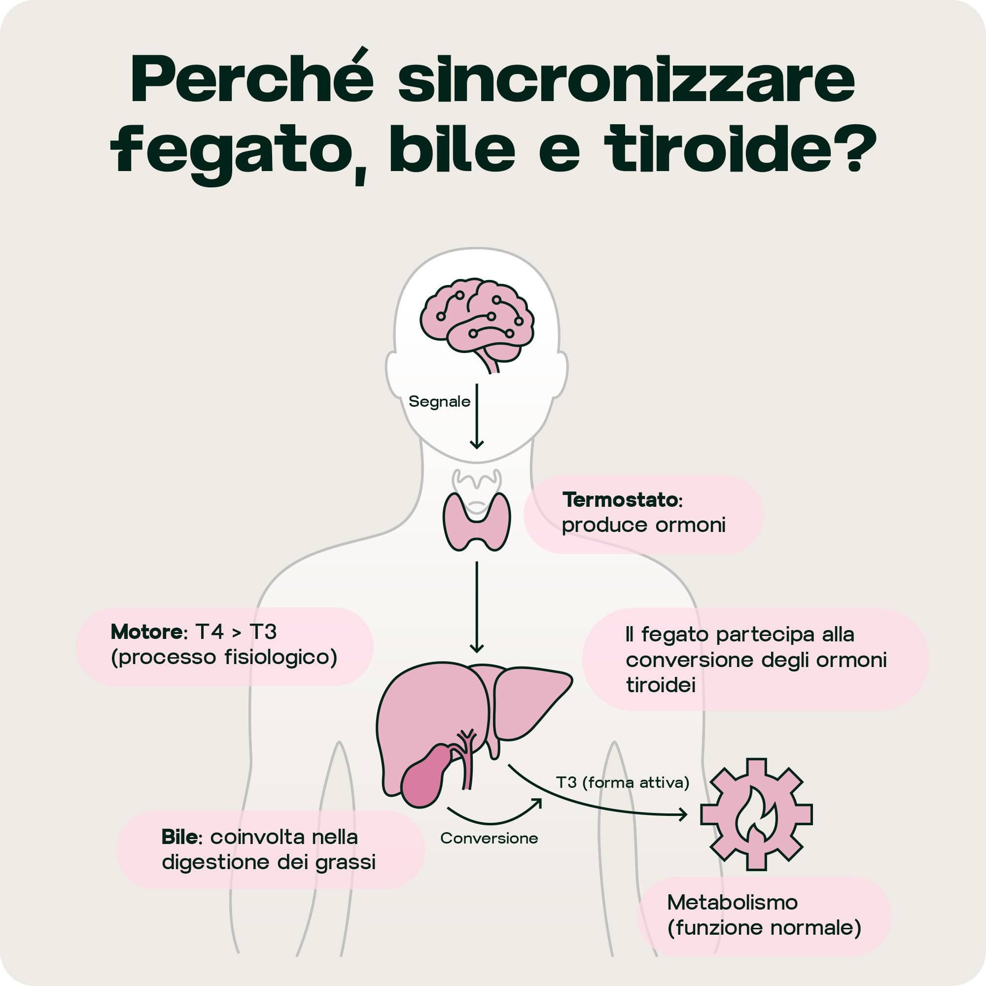 Detox Fegato con TUDCA 300mg, Cardo Mariano e Silimarina, Disintossicante Forte, Complesso Fegato e Tiroide, Liver Complex Vegano, Prodotto in UE, 60 Capsule