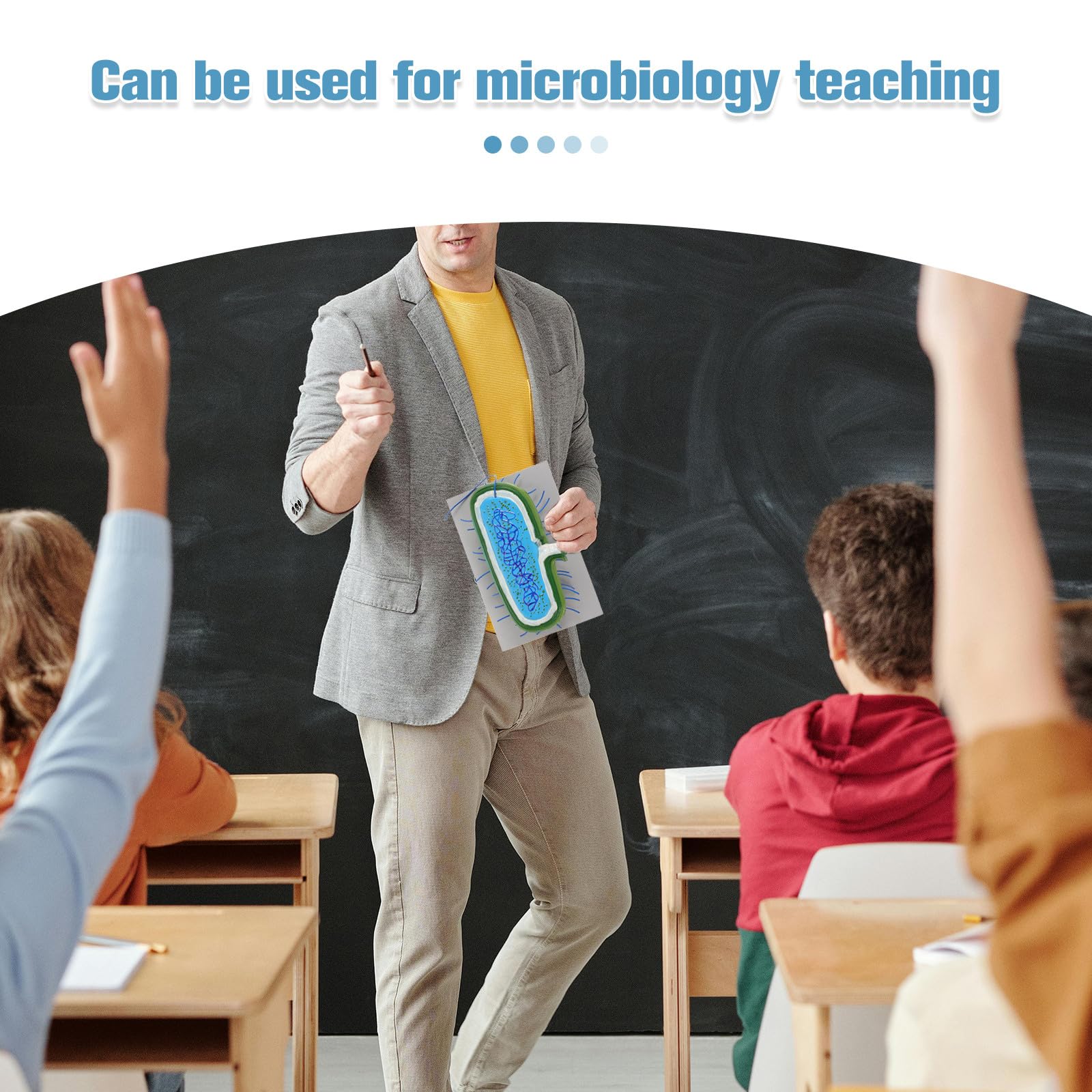 Cellulare Anatomico Microbiologico Ingrandito per Insegnamento Biologico Scolastico, Sussidio Didattico Scientifico per Laboratori e Aula di Biologia
