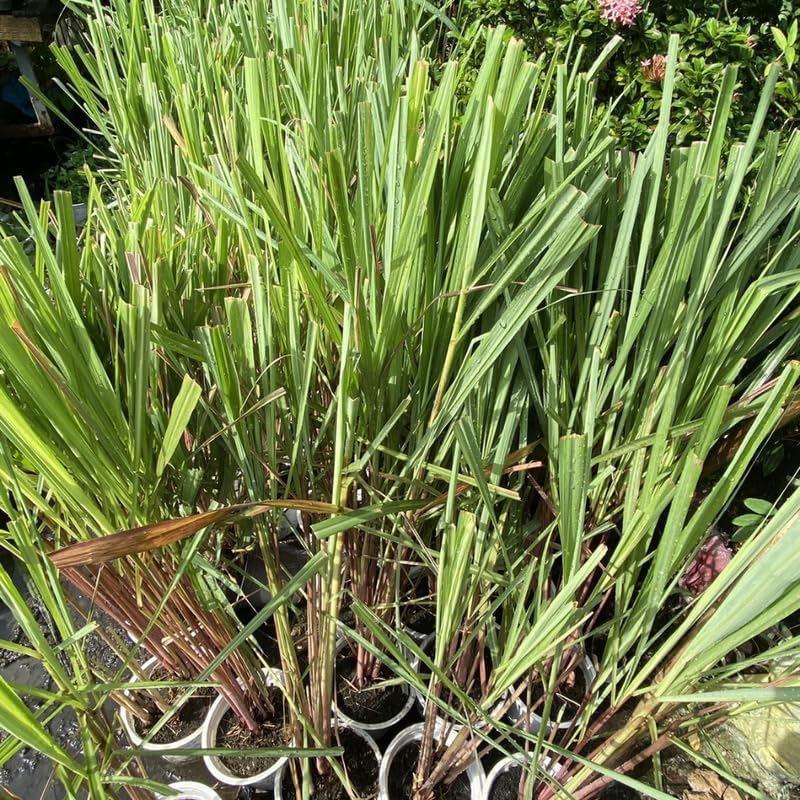 Miniatura 4 de Juego de 5 plantas de limoncillo, planta viva de hierba de limón de 5 a 8 pulgadas, tallos completamente enraizados