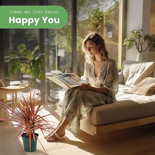 Miniatura 2 de American Plant Exchange Dracaena Marginata Colorama Madagascar Dragon Tree - Planta viva de 6 pulgadas, maceta para interiores y exteriores