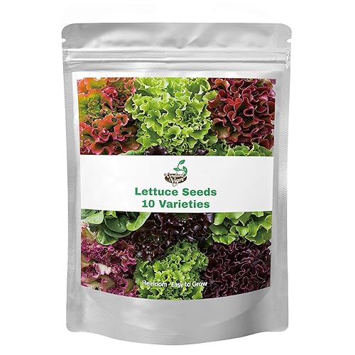 20,000+ Lettuce Seeds, Heirloom Vegetable Seed for Planting Indoor Outdoor,