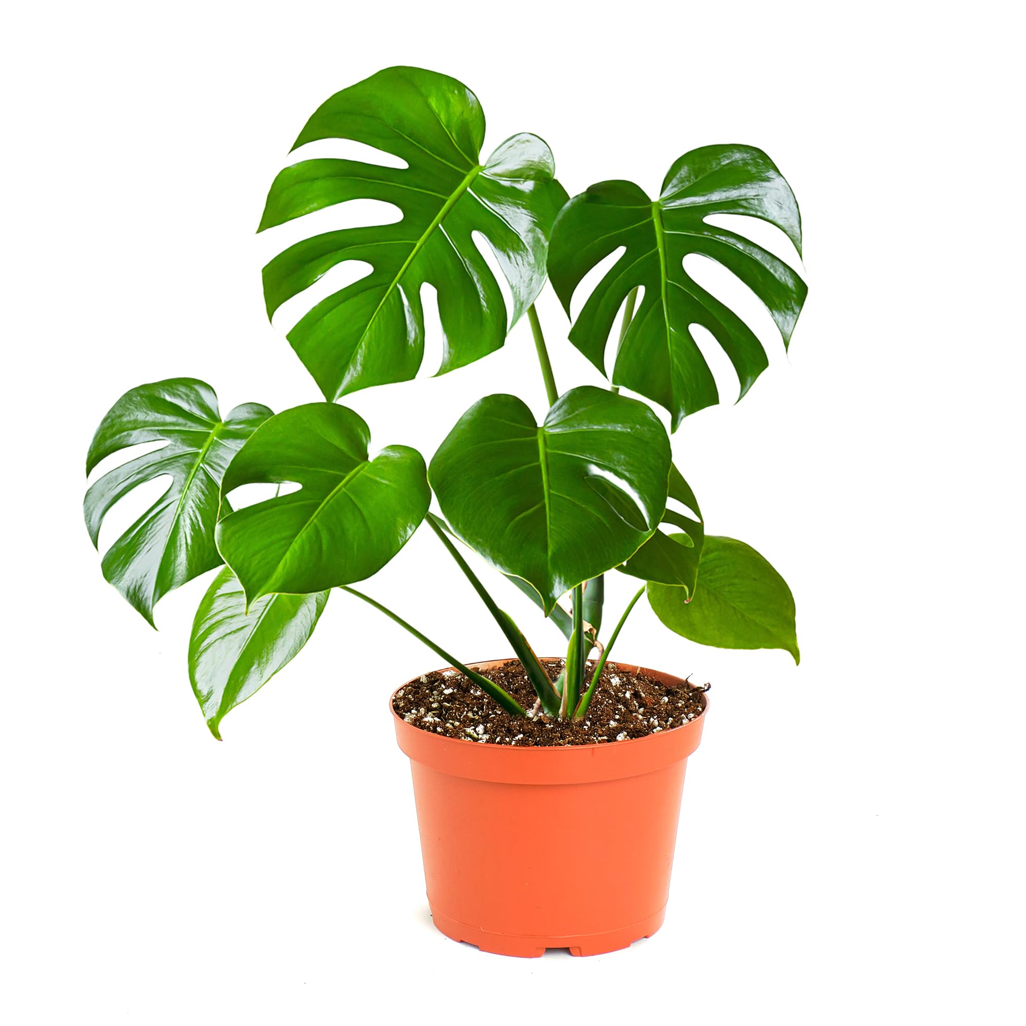 Shop Succulents Monstera Deliciosa