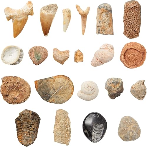 Okuna Outpost Paquete de 20 réplicas de hueso real de Marruecos, trilobite, ortodoceras, diente de tiburón, amonita