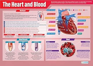 The Heart and Blood | Science Posters | Gloss Paper measuring 850mm x 594mm (A1) | Science Charts for the Classroom | Education Charts by Daydream Education
