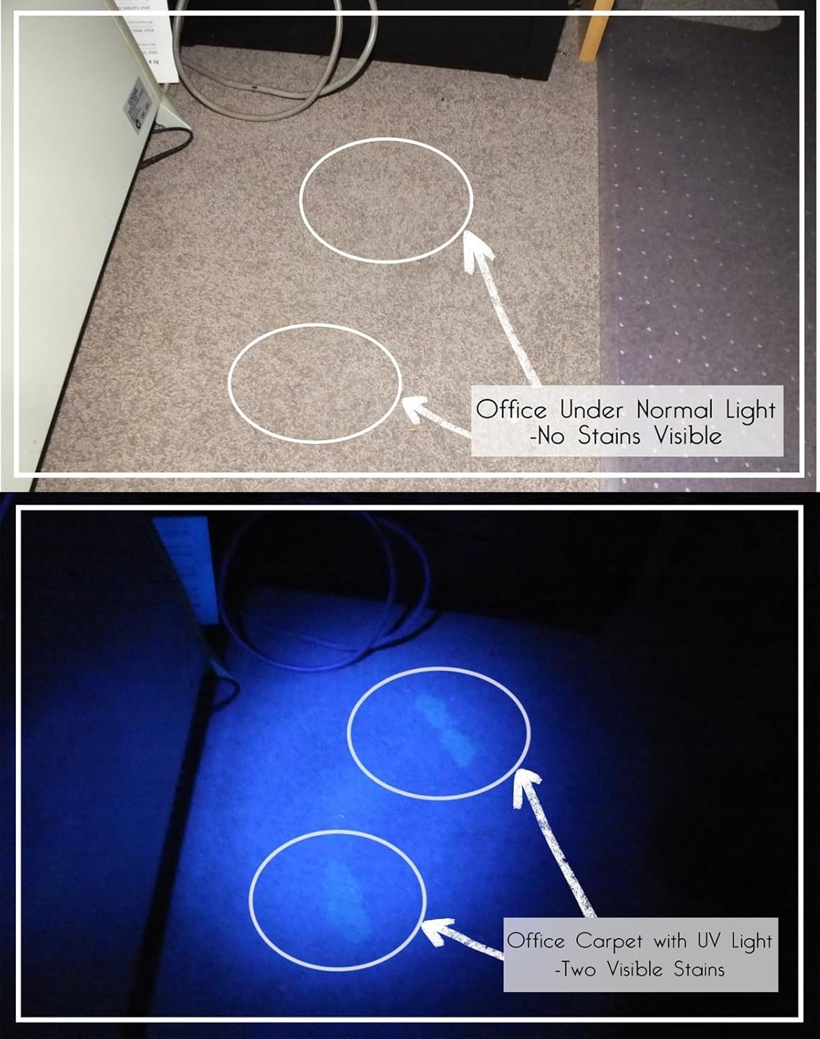 Comparison of carpet under normal light with no visible stains, and the same carpet under UV light revealing two distinct stains.