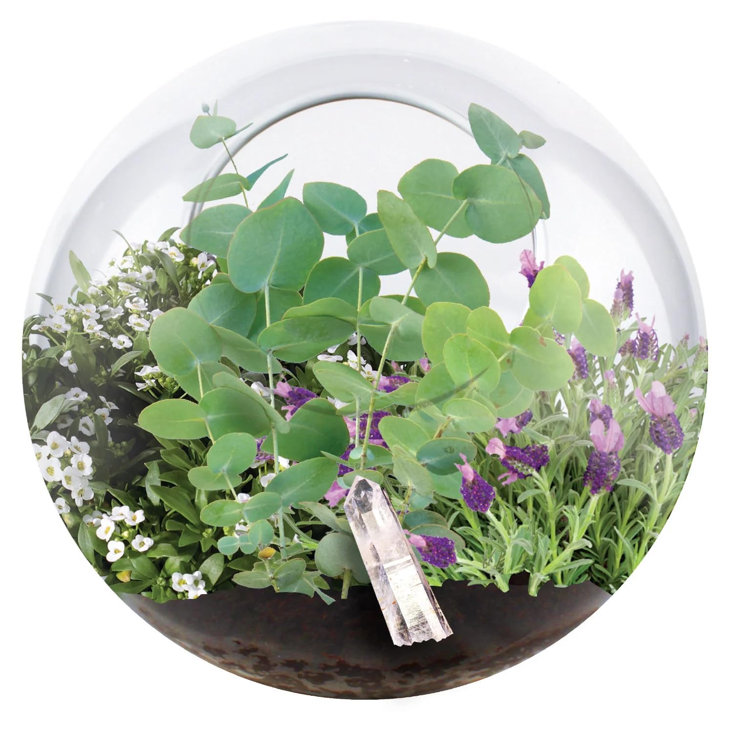 Terrario de cristal para decorar con plantas el hogar o la oficina