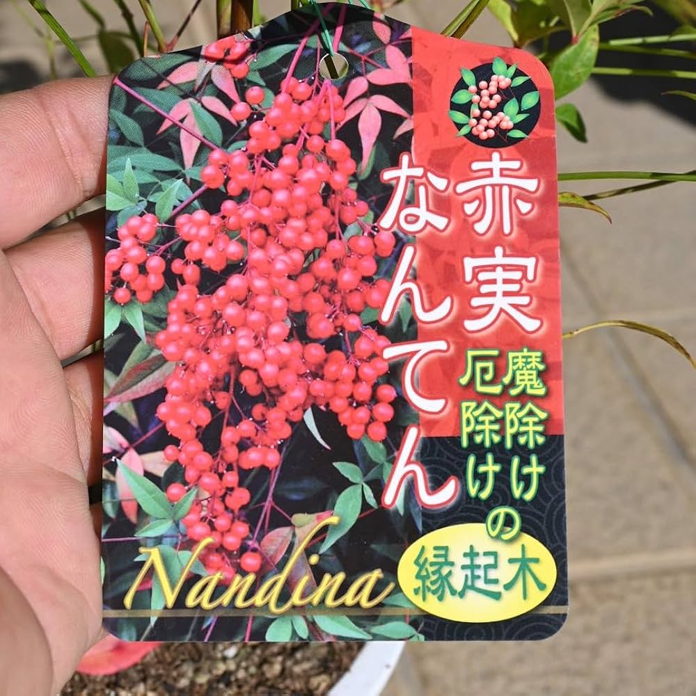 ❌南天の葉っぱ 30本～40本 ❌南天の葉っぱ 30本～40本