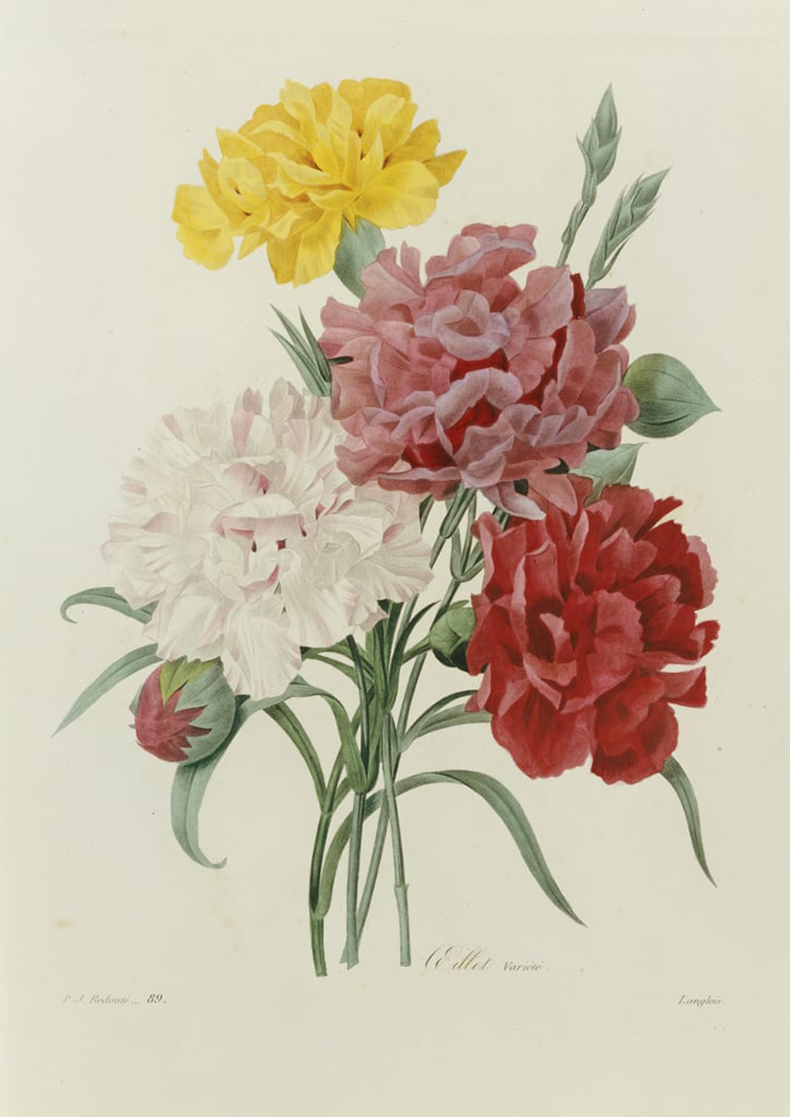 SERENDIPITP Abstract Painting Mural Print Picture Wall Decor Painting Carnations by Pierre Redouté Vintage Wall Artwork for Home Decor 60x90cm