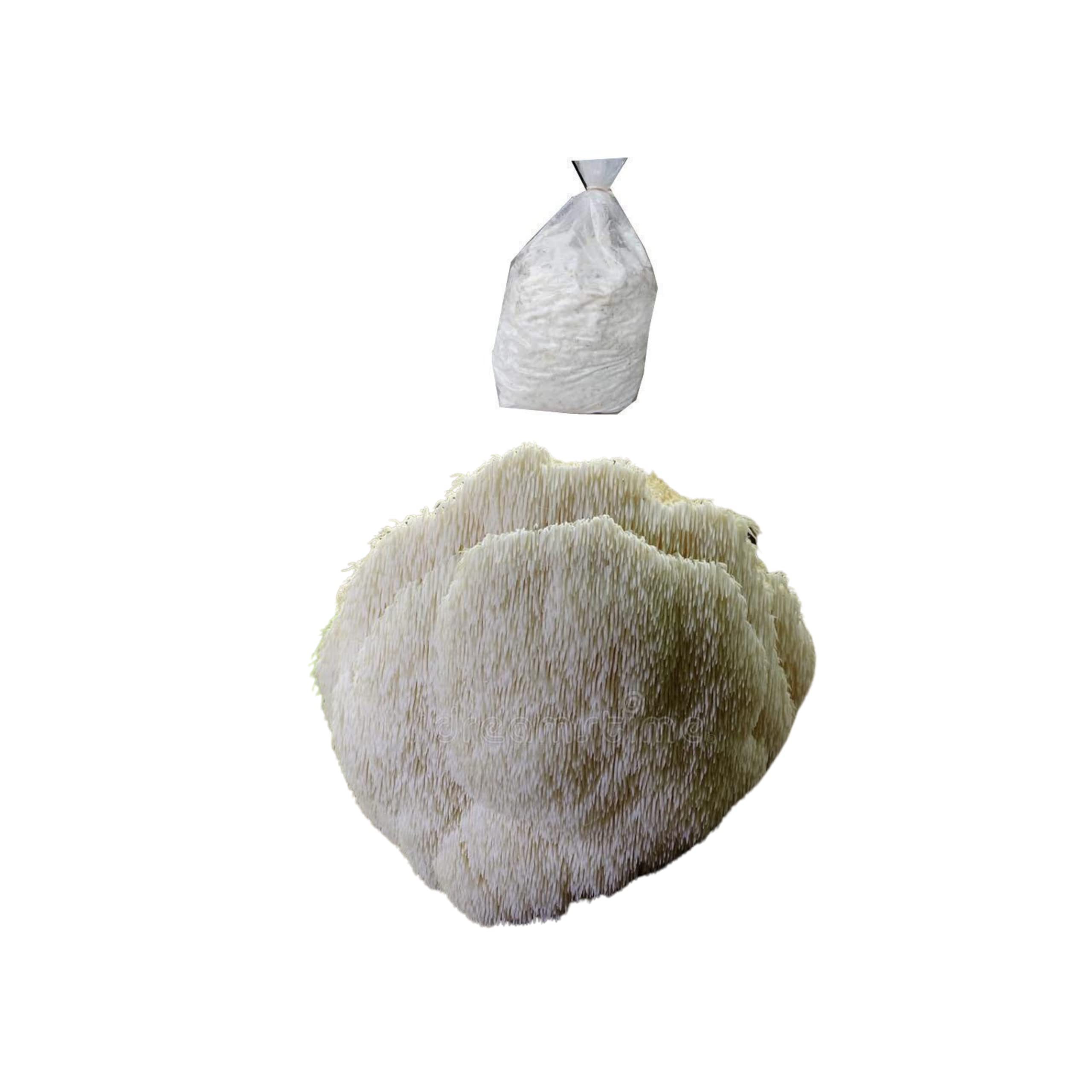 BM Mushroom's Lion's Mane Mushroom Spawn Seeds (Hericium erinaceus) 400 gm