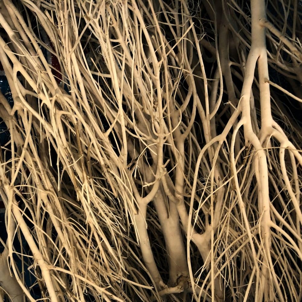 AquaOne Sahara Wurzel 3 Stück 25-35cm Aquarium Wurzel Holz Deko Aquascaping Dekoration Landschaft Moorkien Moorwood Redwood Mangrove Moos Natur Echtholz