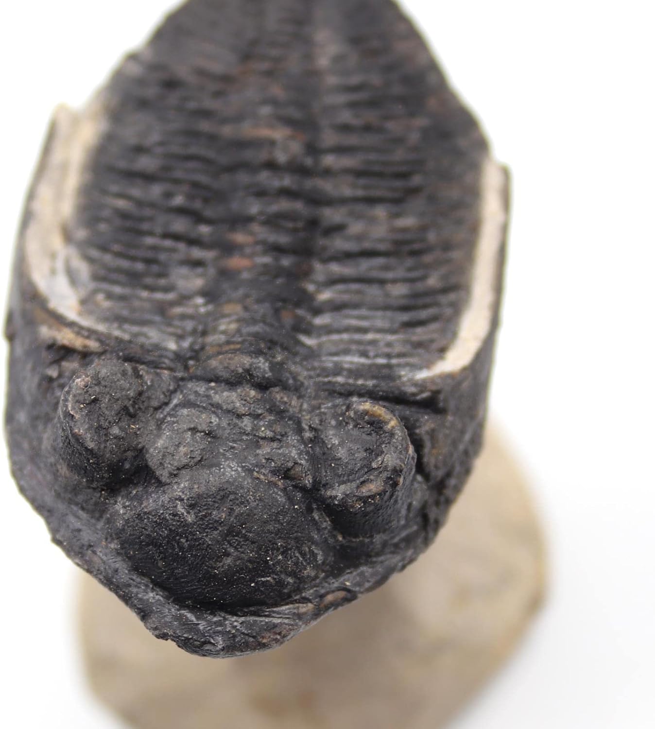 Odontochile Trilobite Fossil Morocco 16809