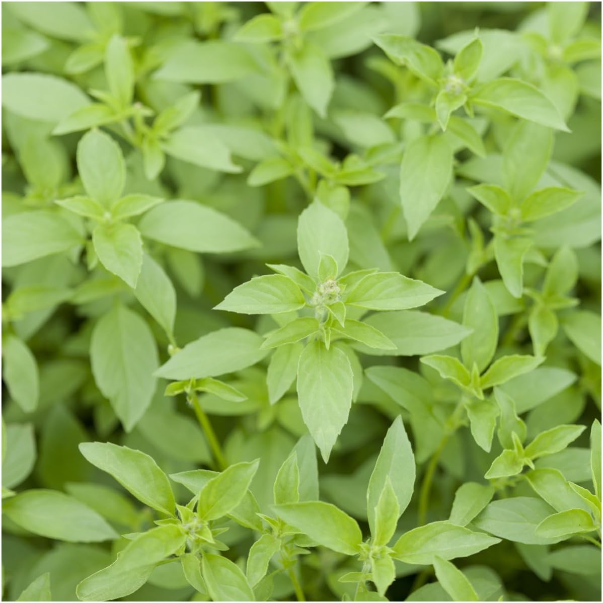 Seed Needs, Culinary Basil Herb Seed Packet Collection (8 Individual Basil Seed Varieties for Planting) Non-GMO & Untreated