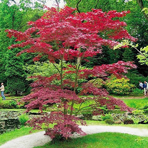 Japanese Acer palmatum Atropurpurea 1 Tree Amazon.co.uk Garden