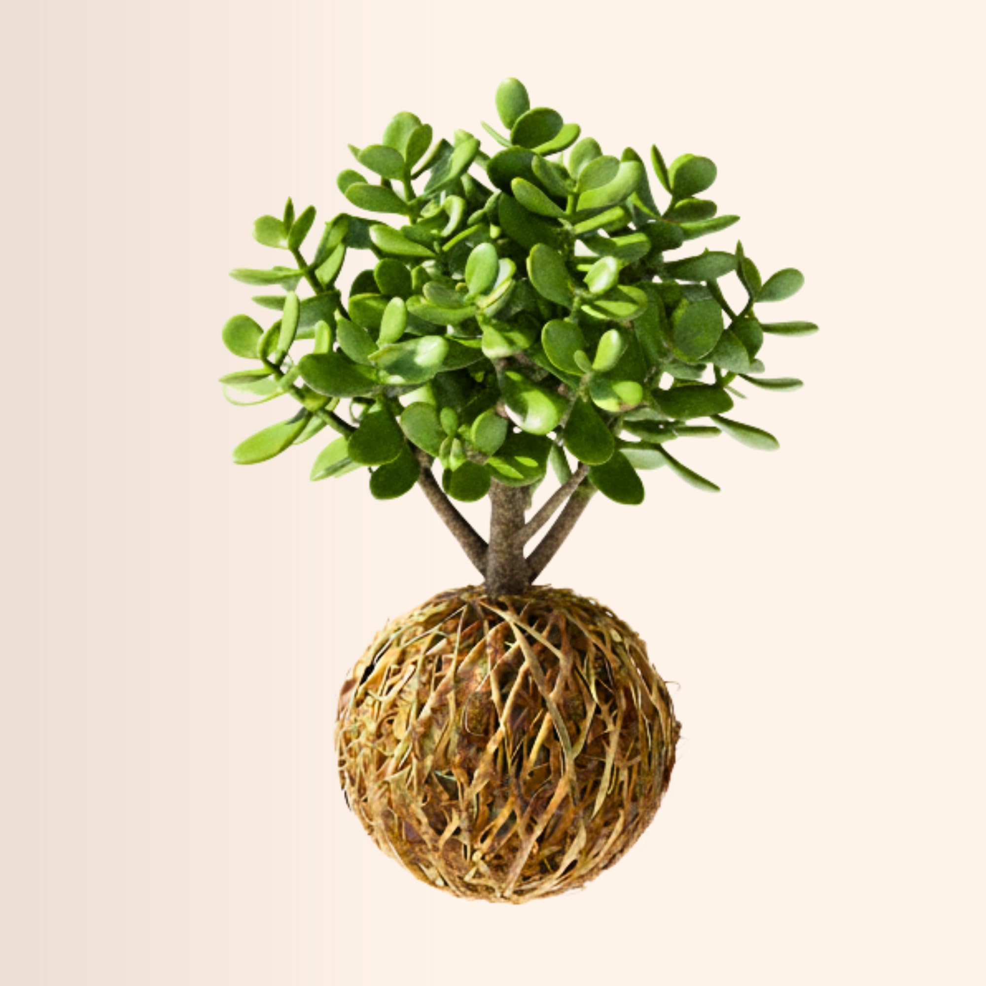 Jade Plant Kokedama, Live Crassula Ovata Succulent, Moss Ball, 25-30 cm, Japanese Style, Lucky Prosperity Plant for Home & Office-picture-48