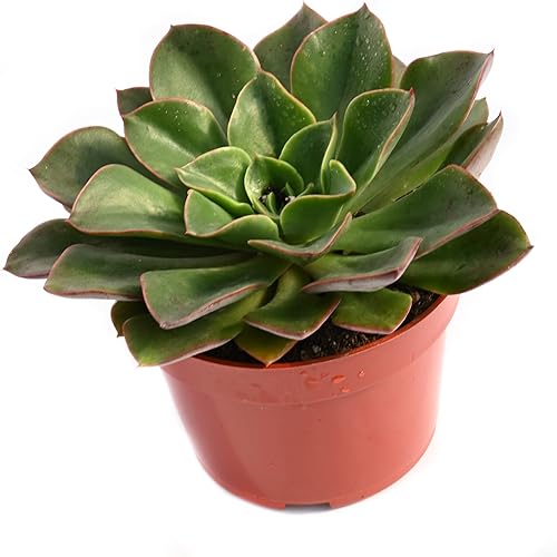 Vista 3 de Planta suculenta Echeveria viva - Suculenta Echeveria de 4 pulgadas con raíces completas (Echeveria Salsa Verde)