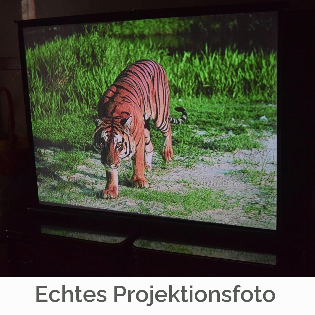 Cocar 50"(Diagonale 40" x 30") Planlage Tragbare Projektionsleinwand für Mini/Professionelle LED/LCD/DLP Projektor Full HD Leinwand Selbst stehend Auszieh-Stil - 4: 3/16: 9(Compatiable)