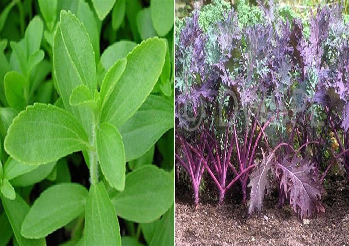 Stevia Sweet Leaves and Kale Red Russian Seeds (Pack of 30 Seeds Stevia Sweet Leaves + 30 Kale Red Russian) 60++ Seeds-image-33