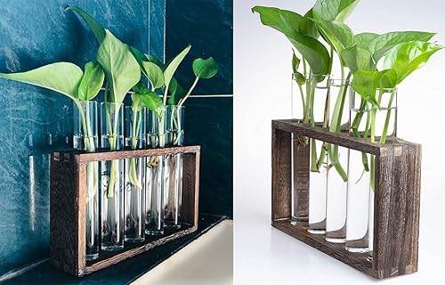 Miniatura 8 de Estación de propagación de plantador de tubo de ensayo de vidrio colgante de pared con soporte de madera, soporte de terrario para plantas