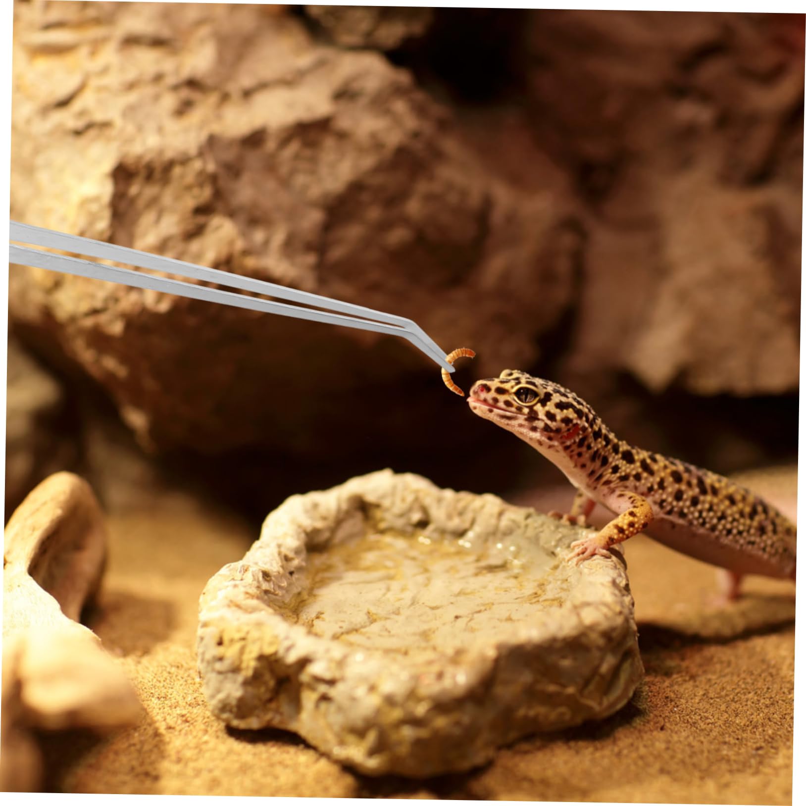 2piezas Pinzas De Alimentación Para Reptiles Extralargas Mango Unidades Herramientas Para Terrarios y Acuarios