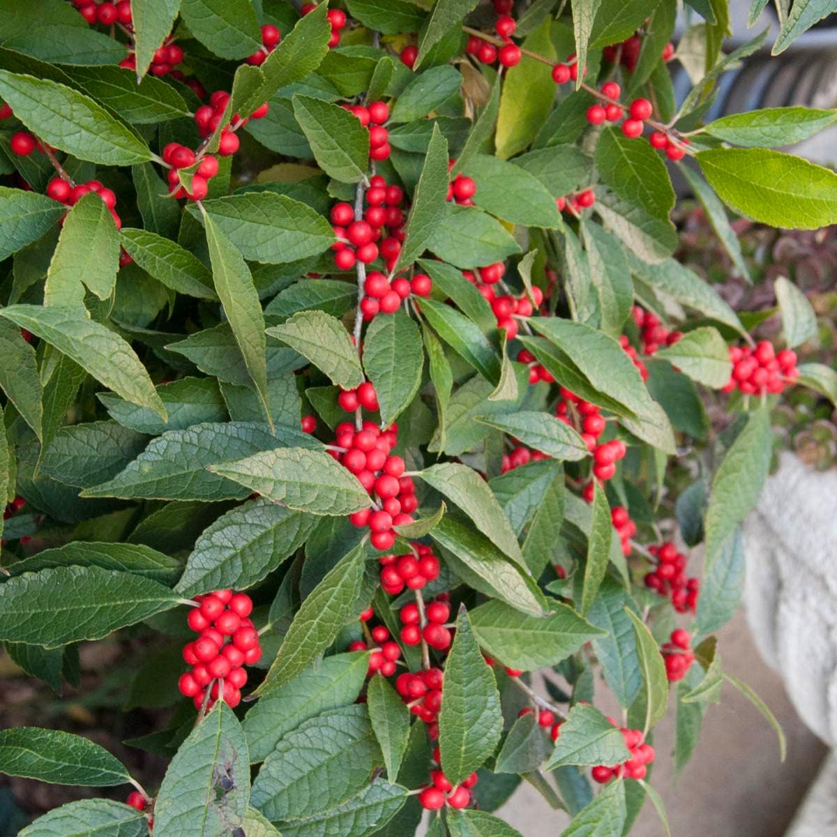 Southern Gentleman Winterberry Dormant Bare Root Flowering Starter Shrub (1-Pack)