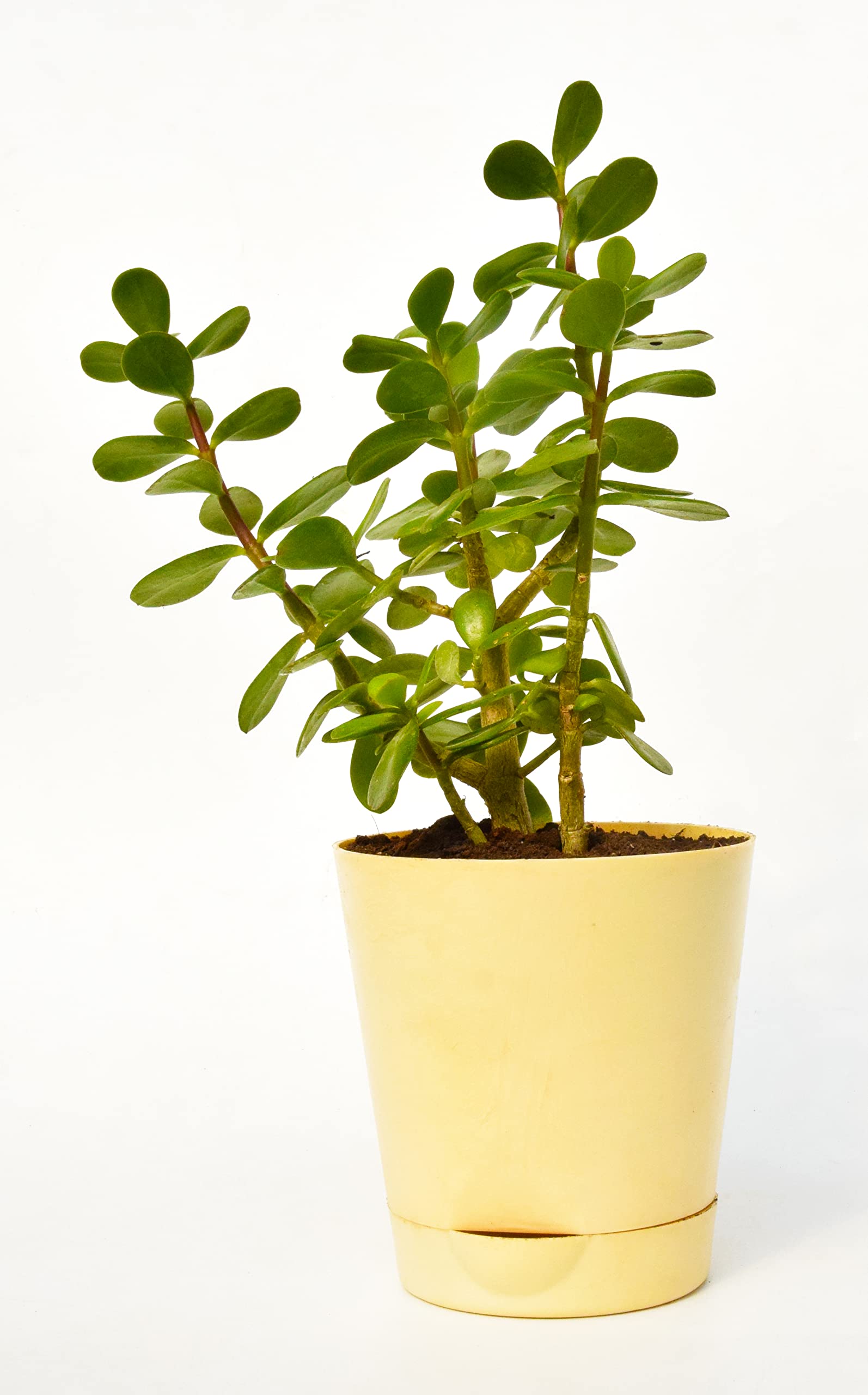 India gardening New Jade Plant, Good Luck Jade Plant, Dwarf Jade Pack of 1 With Self Watering Pot