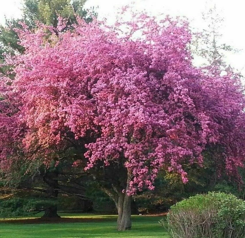 Kwanzan - Cerezo japonés con flores  Planta viva de 8 a 14 pulgadas de alto  Maceta de 2.5 pulgadas  Plántula de flor rosa  Prunus 'Kanzan'
