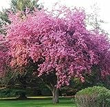 Kwanzan Japanese Flowering Cherry Tree - 8-14' Tall Live Plant - 2.5' Pot - Pink Flowering Seedling - Prunus 'Kanzan'