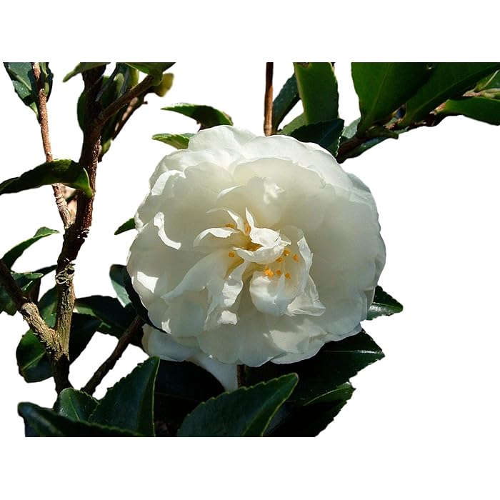 Buy Mine No Yuki ( white doves ) Camellia Sasanqua Live Plant Quart