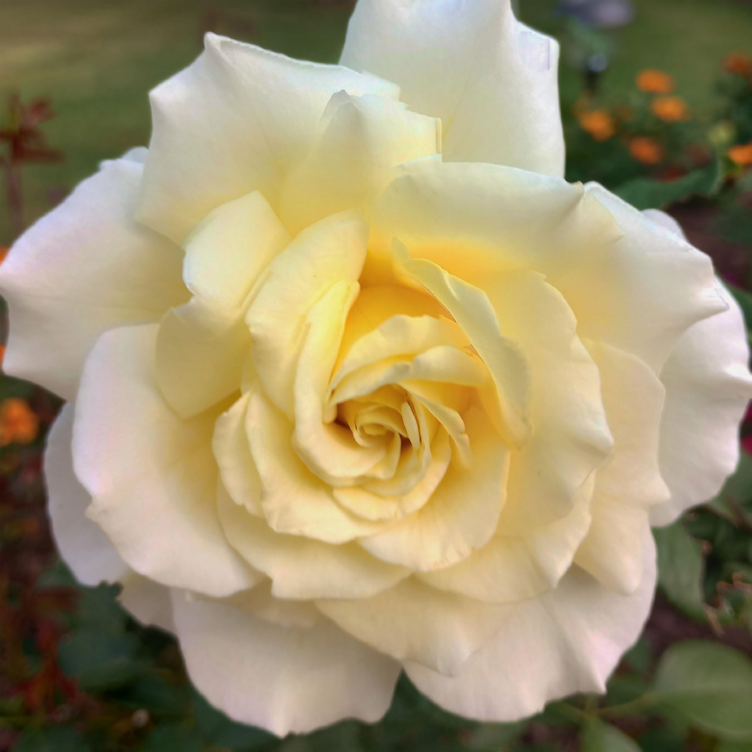 Amazon.com : Heirloom Floribunda Roses, Live Own Root Plant, White